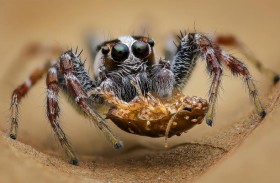 علماء يحولون عناكب ميتة إلى مقابض ميكانيكية