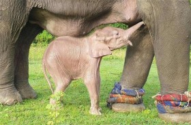 ولادة نادرة لفيل أبيض في بورما 