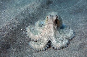 الأخطبوط يبرهن على ذوبان القطب الجنوبي