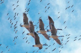 الأنواع المهاجرة تعيش نمطا أكثر حركة  