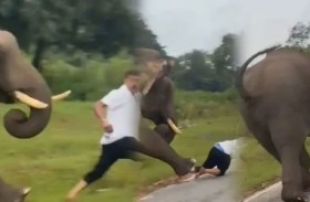 فيل يدهس سائحاً عدة مرات بعد استفزازه 