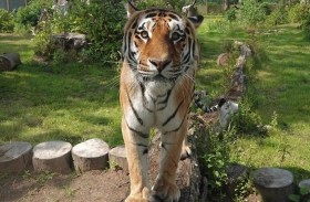 ولادة شبلين نادرين من النمور في حديقة بريطانية