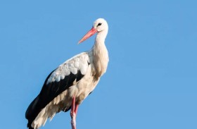 إغلاق حديقة حيوان بعد نفوق طائري لقلق 