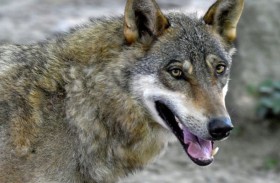 اكتشاف أول هجين مؤكد بين ذئب وكلب 