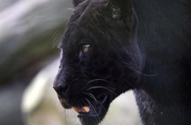 مسؤول يحذر السكان من النمر الأسود