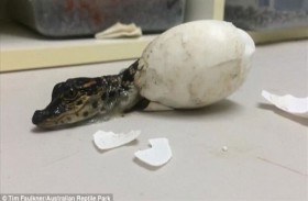 تماسيح صغيرة تفر من متنزه 