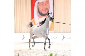 المهرة «رنيم» الأجمل في اليوم الثاني لبطولة الإمارات للخيول العربية