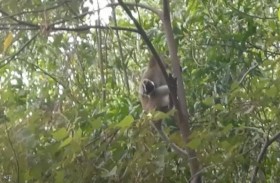 قرد يختطف جروا صغيرا