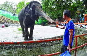 نفوق الفيلة الوحيدة في الفلبين