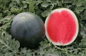 الأغلى في العالم.. هل سمعت بالبطيخ الأسود؟