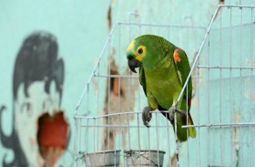 قضية اغتصاب وقتل.. والشاهد الرئيسي ببغاء