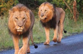 5 أسود تستنفر حديقة بسيدني