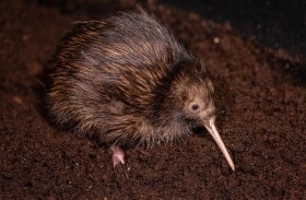 غضب من معاملة كيوي في حديقة حيوانات 