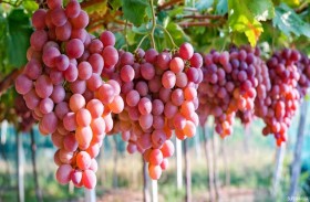 دراسة: تناول العنب يحمي البشرة