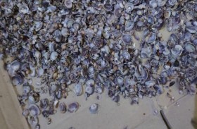 قواقع بحرية تخرج من صنابير مياه 