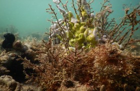 مكافحة التلوث البحري.. دور محوري للإمارات في دعم الجهود العالمية لاستدامة الموارد الطبيعية