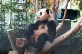 كوريا الجنوبية تودع الباندا المحبوب «فو باو»