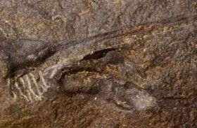 أحافير لمفصليات الأرجل تعود إلى 420 مليون سنة