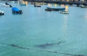 رصد سمكة قرش ضخمة أثناء سباحة أطفال