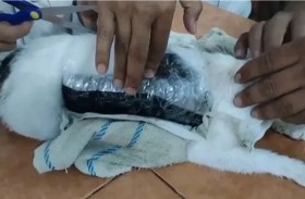 ضبط قطة تنقل المخدرات إلى داخل السجن!