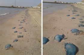 (دول) حشرة تطرد أهالي الجير من الشاطيء 