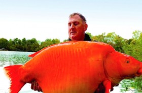 اصطياد سمكة ذهبية عملاقة