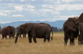 إعدام 200 فيل في زيمبابوي بسبب الجفاف