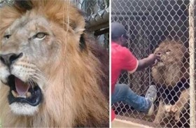 أسد يلتهم إصبع حارس الحديقة