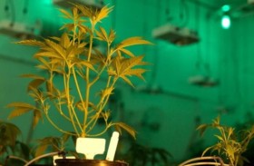 زرع الماريغوانا داخل شقته وحوّل أرباحه إلى سبائك ذهبية