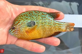 صياد يكتشف نوعاً جديداً من الأسماك