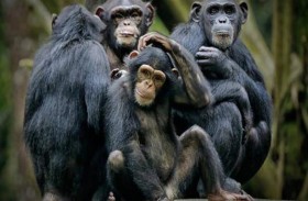  حديقة حيوانات تقتل قرود شمبانزي بعد هروبها