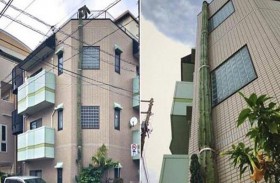 شجرة ضخمة تثير دهشة سكان مدينة يابانية