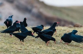 بعد 200 عام من الانقراض.. طائر نادر يعود إلى موطنه