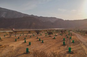 بيئة أبوظبي تعيد تأهيل موائل السمر المحلي في متنزه جبل حفيت الوطني