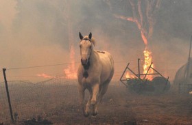 يفتحون منازلهم لإيواء الحيوانات من الحرائق