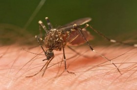 دراسة: بعض الناس كالمغناطيس للبعوض