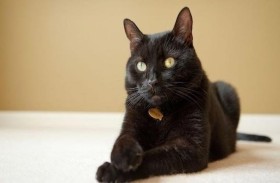 قط ينقذ حياة صاحبته من تسرب للغاز