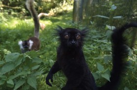 دراسة تدحض فكرة هيمنة الذكور بين الرئيسيات 