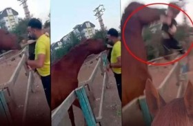 حصان يعضّ طفلاً ويقذفه بالهواء