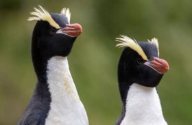 البطاريق النيوزيلندية تتخلص من نصف نسلها