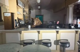 دب يقتحم متجرا للمثلجات في كاليفورنيا 