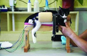 الوخز بالإبر علاج للكلاب والقطط