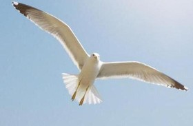 نورس يلتهم أذن رجل 