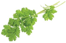    فوائد الكزبرة