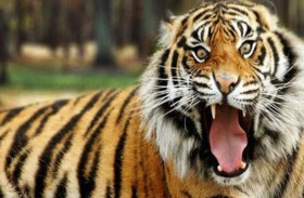 نمر يقتحم محكمة ويهاجم الحضور