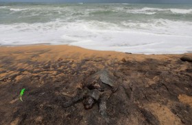 مذبحة سلاحف ودلافين وحيتان بعد حادث سفينة