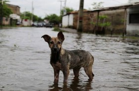 سجن سنة لمحاولته إغراق جرو 