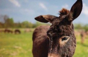 العراق.. إقبال واسع على شراء حليب الحمير
