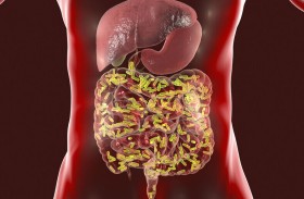 منتجات مفيدة لصحة الأمعاء الدقيقة