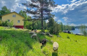 برنامج عطلات فنلندي يوفر فرصة رعي الأغنام والاعتناء بالطبيعة 